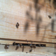 Image for article titled The Latest Twitch Sensation Is Chickens, Goats, And Bees